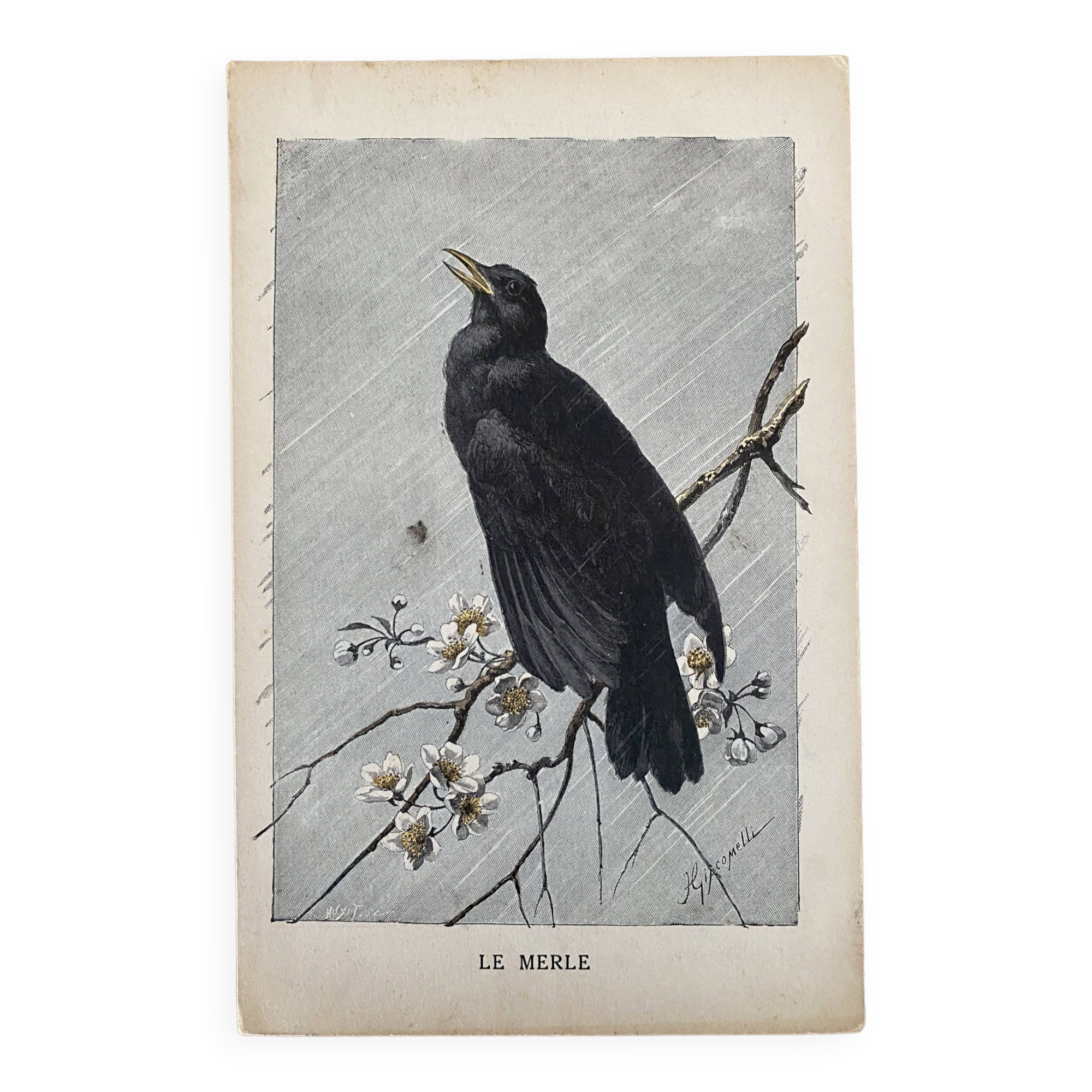 Old engraving of a bird - giacomelli and huyot - le merle -