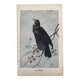 Old engraving of a bird - giacomelli and huyot - le merle -