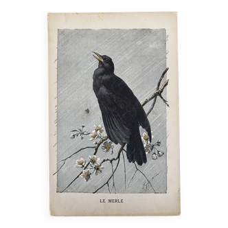 Old engraving of a bird - giacomelli and huyot - le merle -