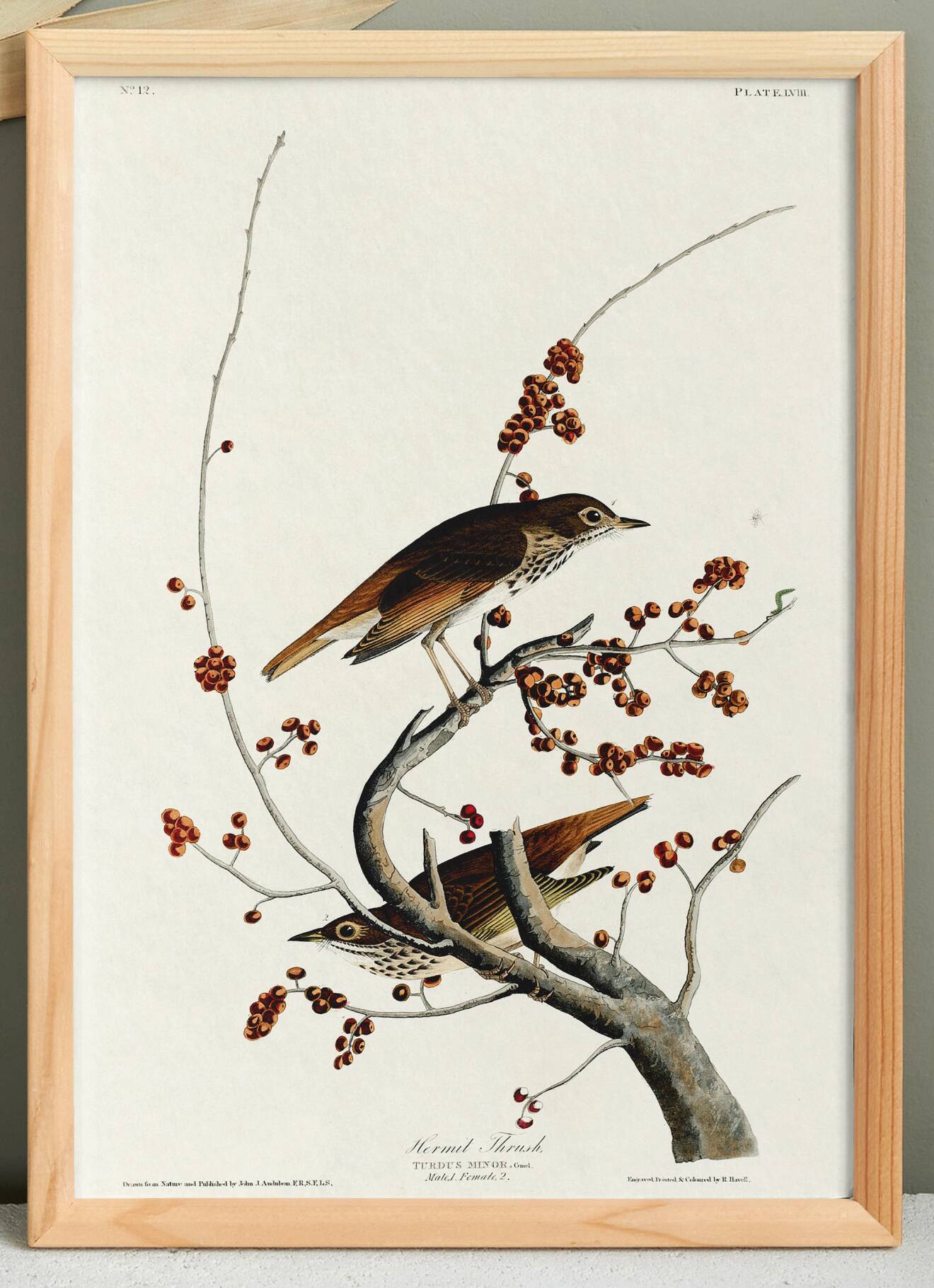 Poster about the Solitary Thrush, based on an old engraving from 1827.
