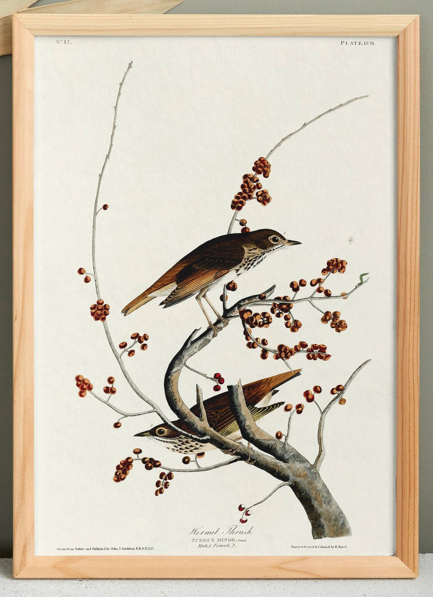 Poster about the Solitary Thrush, based on an old engraving from 1827.