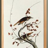 Poster about the Solitary Thrush, based on an old engraving from 1827.