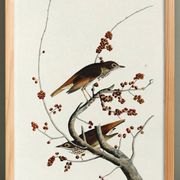 Poster about the Solitary Thrush, based on an old engraving from 1827.
