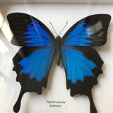 Butterfly Ulysses Indonesia