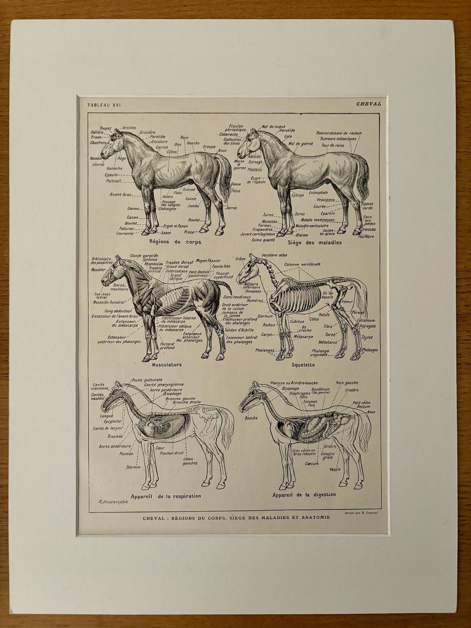 Lithograph on the anatomy of the horse - 1920