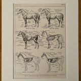 Lithograph on the anatomy of the horse - 1920