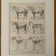 Lithograph on the anatomy of the horse - 1920