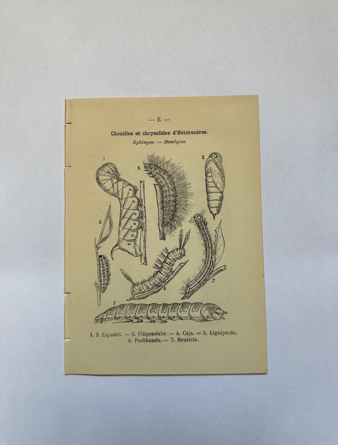 Botanical engraving butterflies double-sided naturalist plate Etching