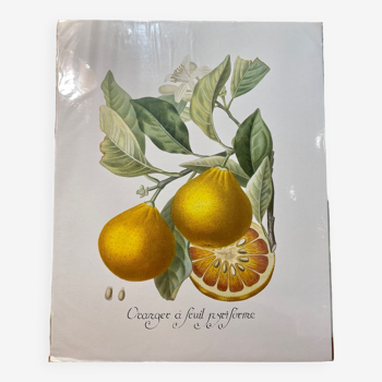 Risso Citrus Lithograph