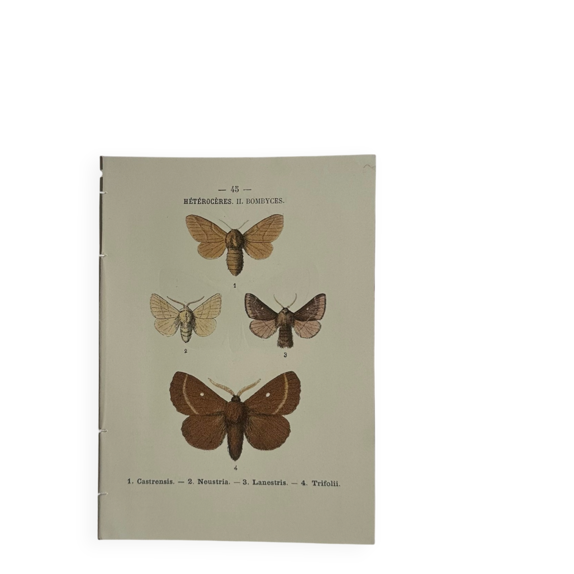 🦋 Botanical Plate Engraving of a Butterfly, 19th Century Naturalist, Front Side