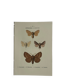 🦋 Botanical Plate Engraving of a Butterfly, 19th Century Naturalist, Front Side