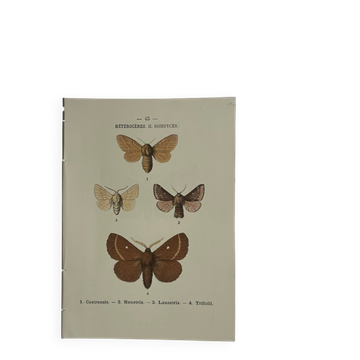 🦋 Botanical Plate Engraving of a Butterfly, 19th Century Naturalist, Front Side