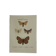 🦋 Botanical Plate Engraving of a Butterfly, 19th Century Naturalist, Front Side