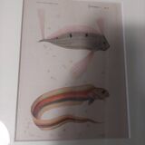 19th century engraving of fish