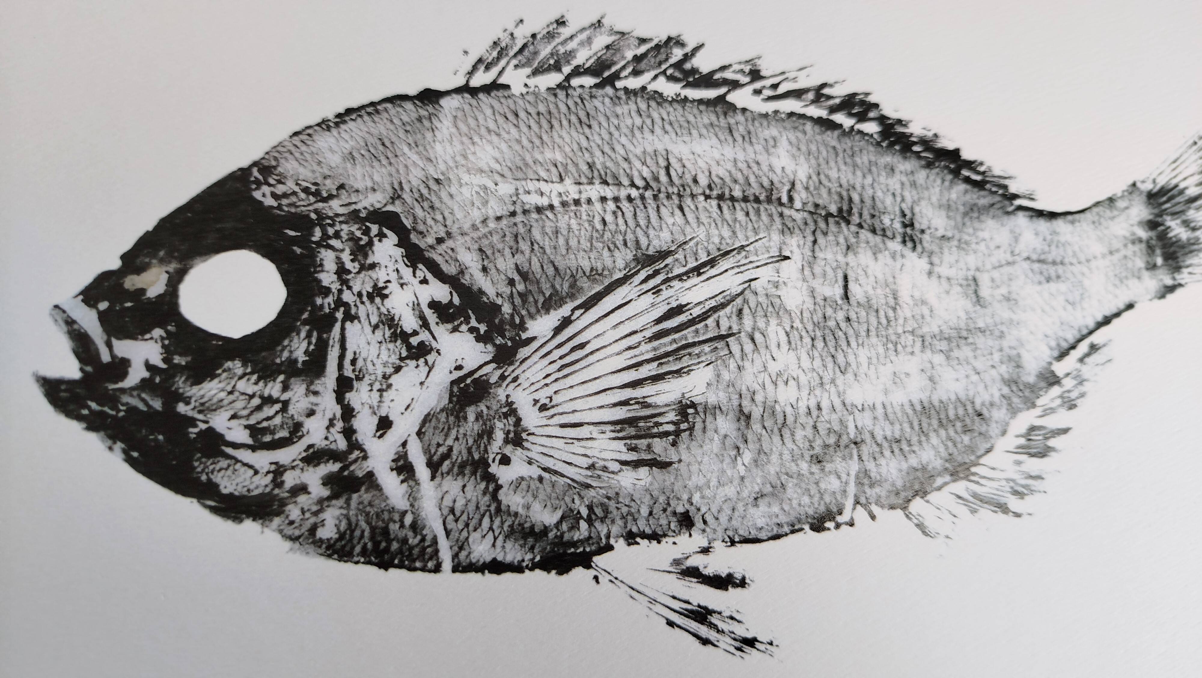 Impression d'art encadrée, "Estampe d'une dorade"