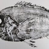 Framed art print, "Print of a sea bream"