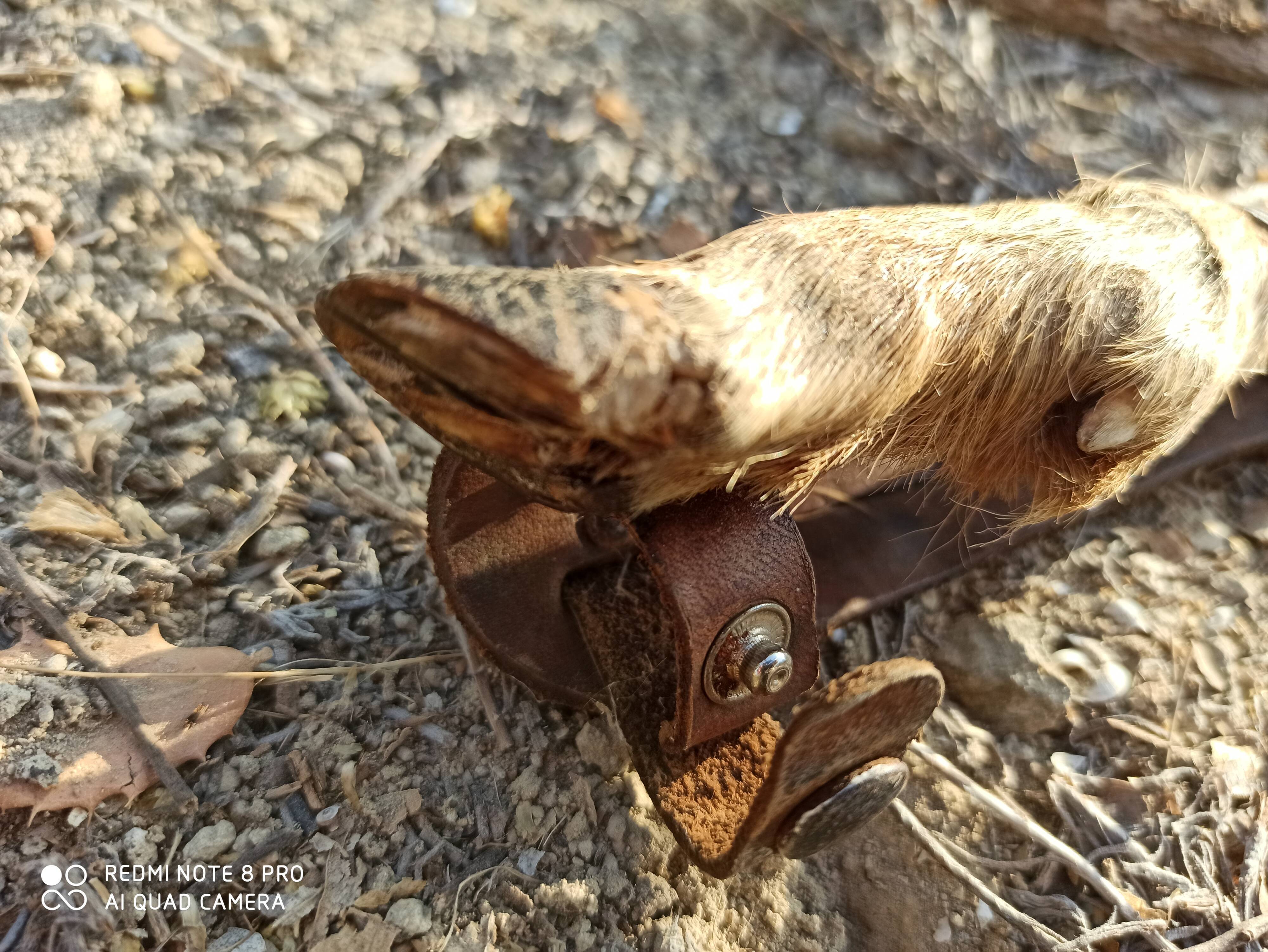 Old mushroom knife goat paste