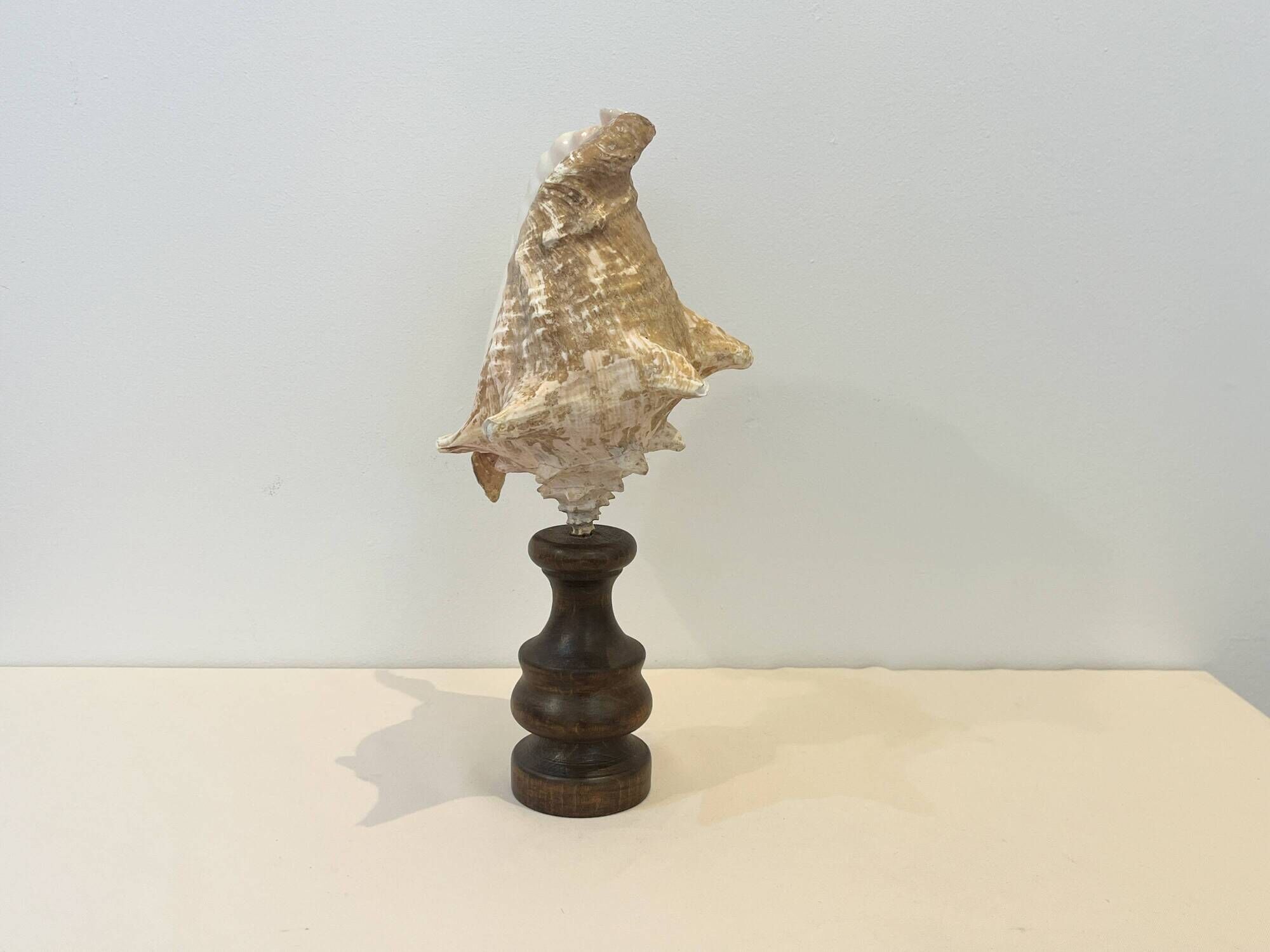 XXL Antique large conch shell on wooden base cabinet of curiosities