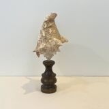 XXL Antique large conch shell on wooden base cabinet of curiosities