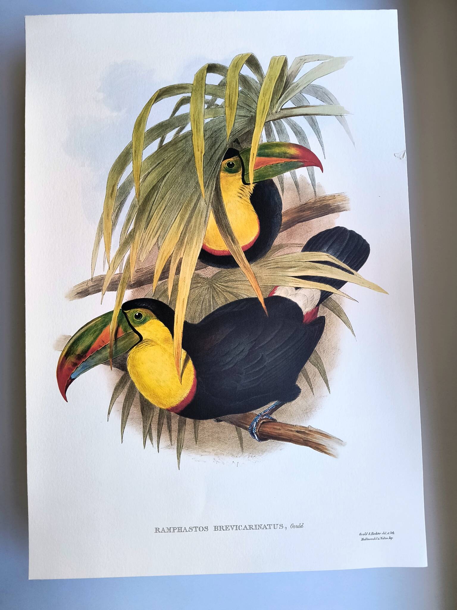 Illustration. Keel-billed Toucan by J. Gould – 33x49 cm – Antique bird print