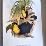 Illustration. Keel-billed Toucan by J. Gould – 33x49 cm – Antique bird print