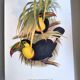 Illustration. Keel-billed Toucan by J. Gould – 33x49 cm – Antique bird print