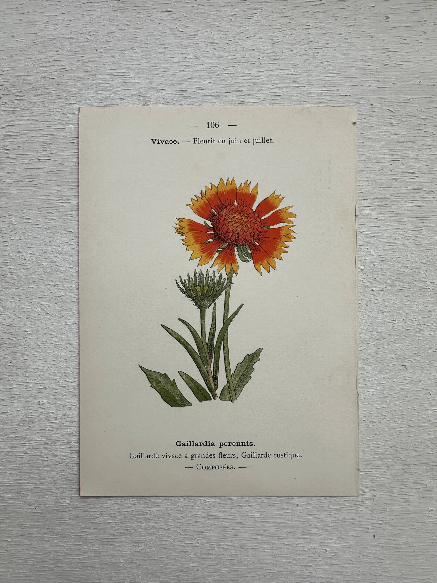 Botanical Plate 1800 Old Naturalist Engraving 19th Century Double-Sided