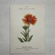 Botanical Plate 1800 Old Naturalist Engraving 19th Century Double-Sided