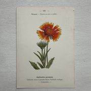 Botanical Plate 1800 Old Naturalist Engraving 19th Century Double-Sided