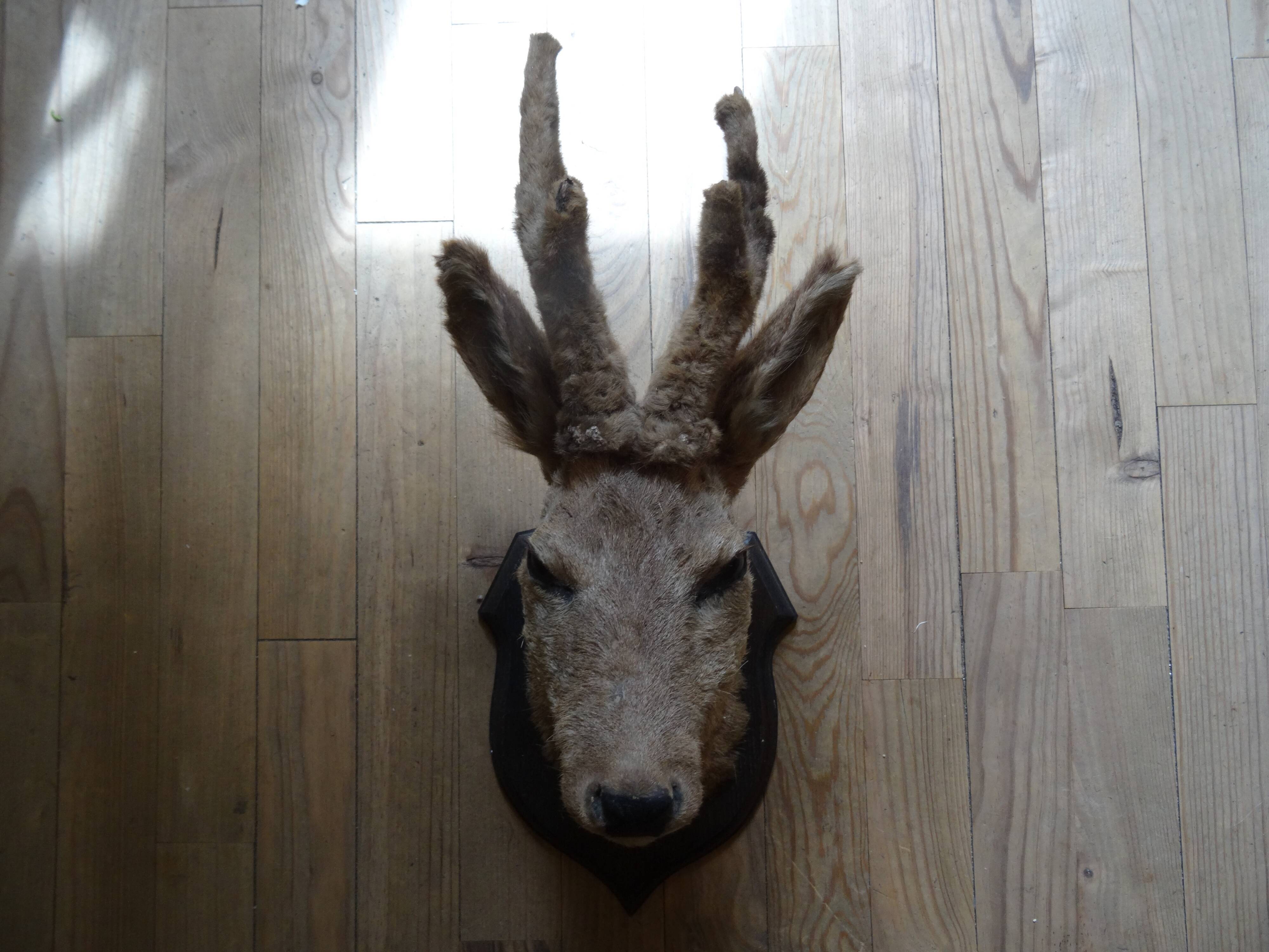 Deer head - hunting trophy