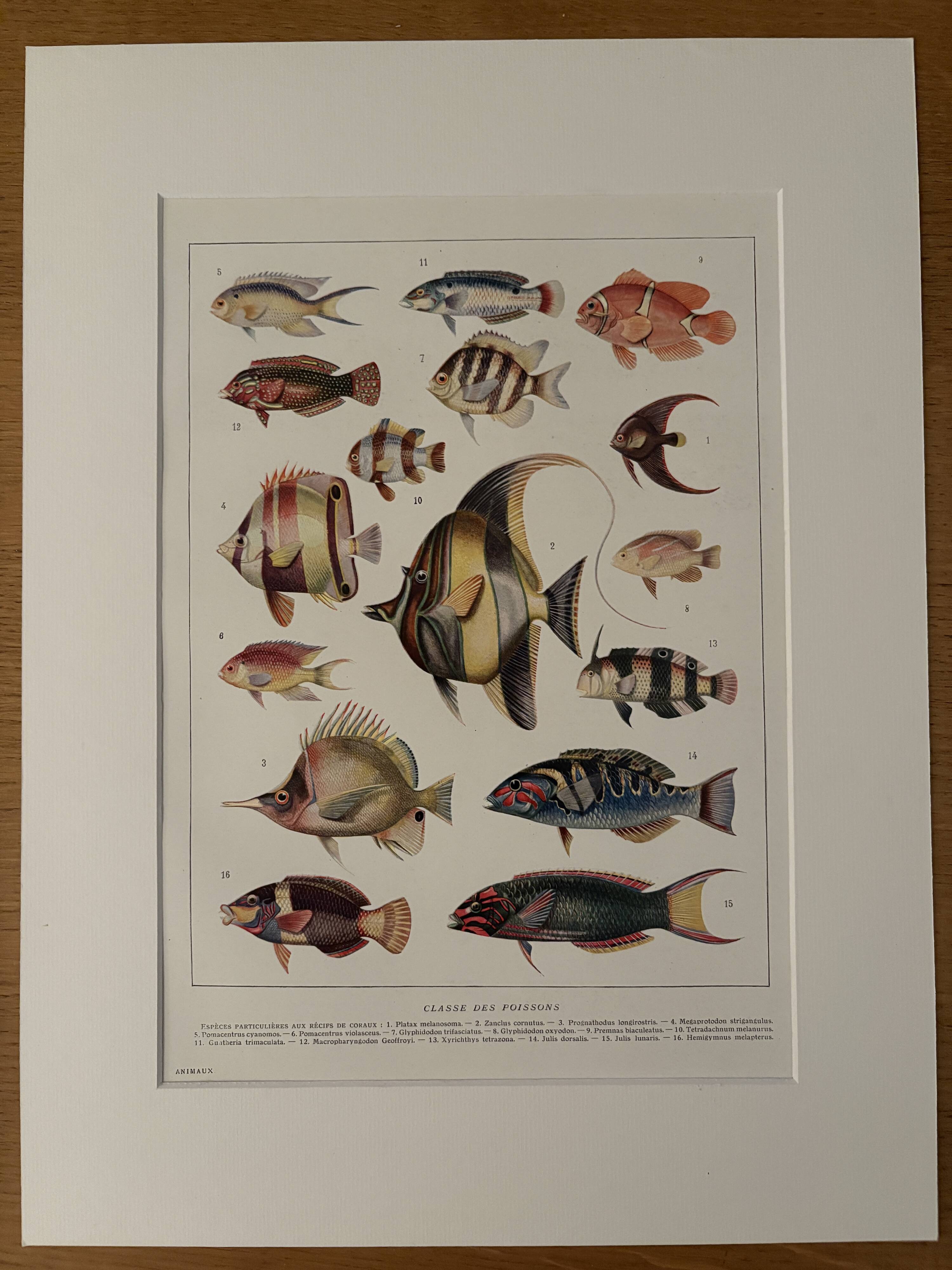 Old illustrated plate on coral reef fish - 1920