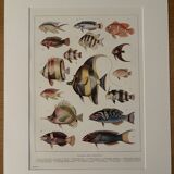 Old illustrated plate on coral reef fish - 1920