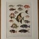 Old illustrated plate on coral reef fish - 1920
