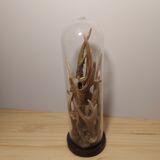 Glass globe with forest woods for cabinets of curiosities