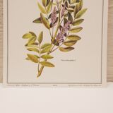 Licorice Botanical Board