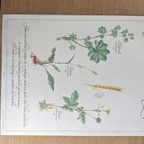 Herbal tea botanical board