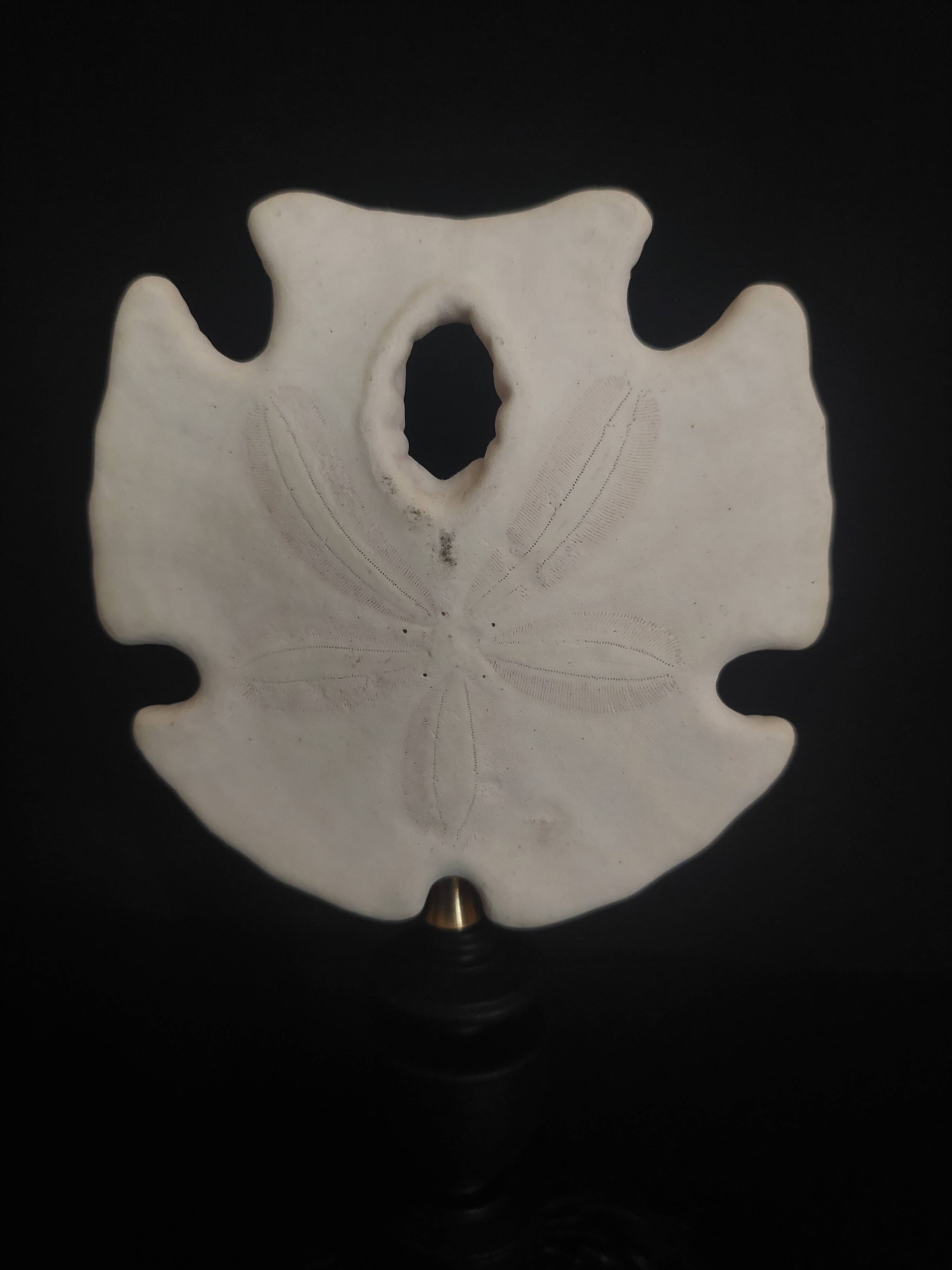 Cabinet of Curiosities sea urchin encope grandis on base