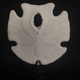 Cabinet of Curiosities sea urchin encope grandis on base