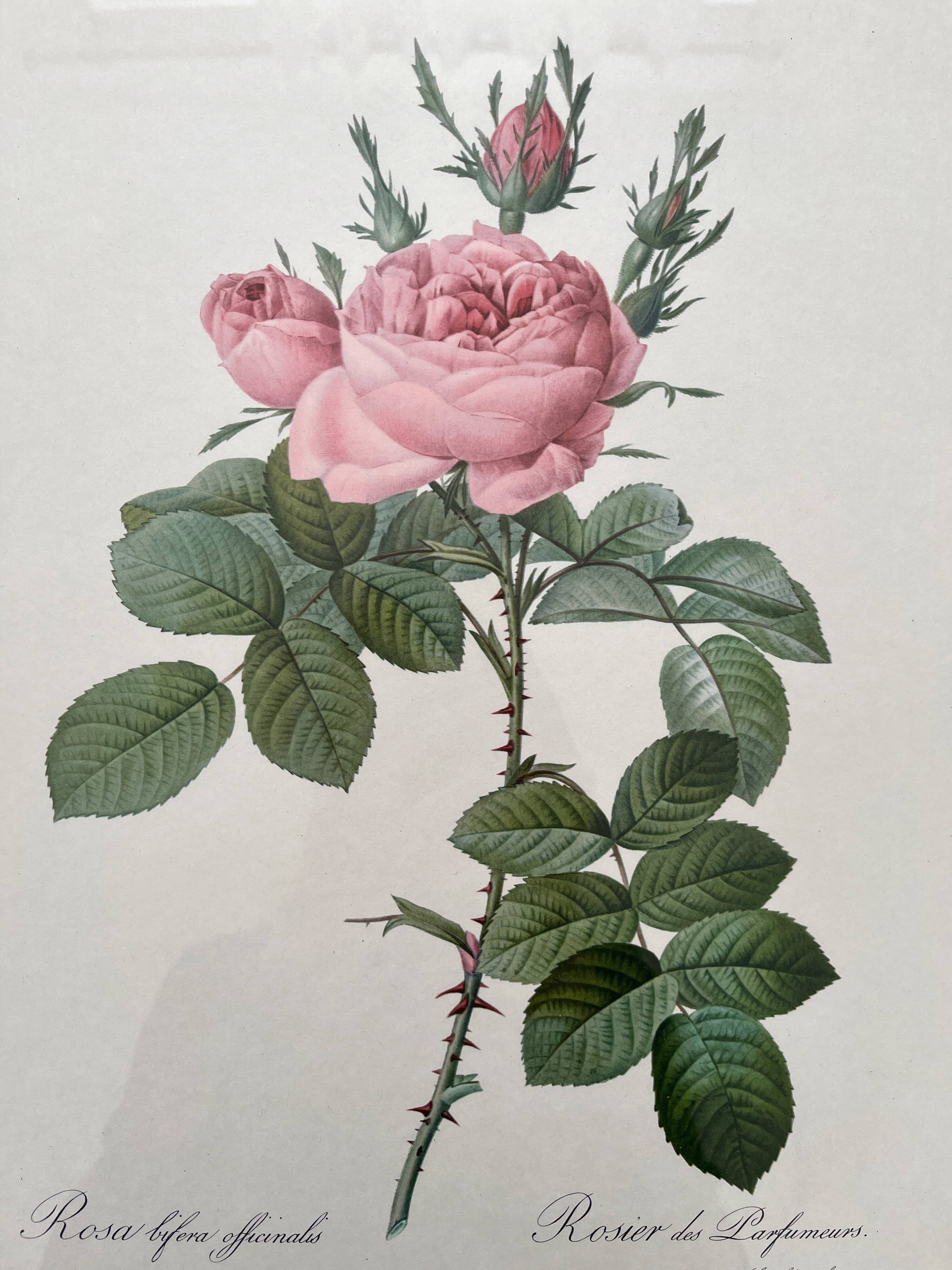 Framed lithograph of roses by Pierre Joseph Redouté, vintage botanical poster