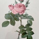 Framed lithograph roses Pierre Joseph Redouté, vintage botanical poster