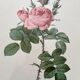Framed lithograph of roses by Pierre Joseph Redouté, vintage botanical poster