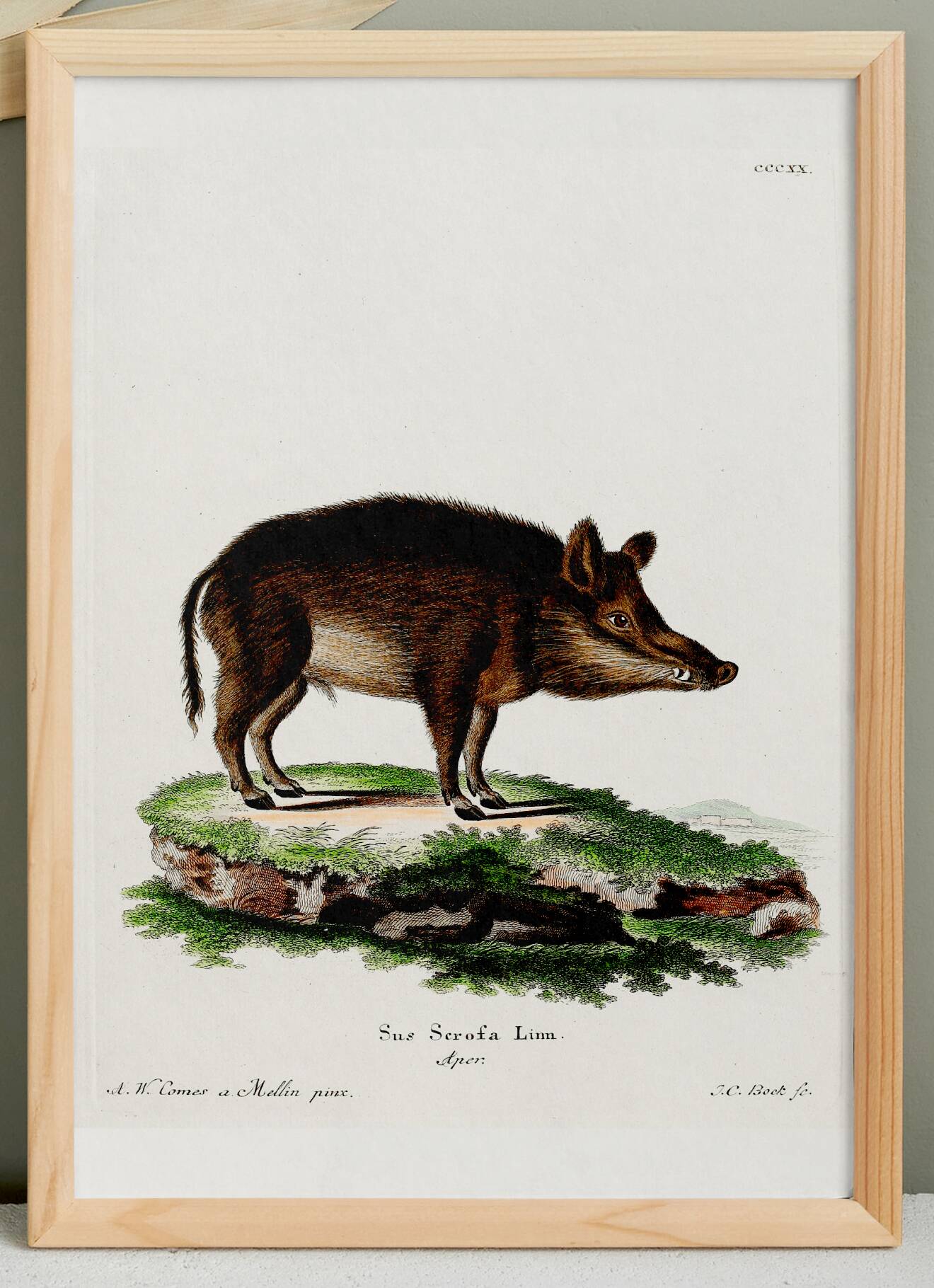 Poster about a wild boar, based on an old engraving from 1774.