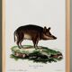 Poster about a wild boar, based on an old engraving from 1774.