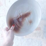6 vintage St Amand plates, embossed ox head, for barbecue steak meat