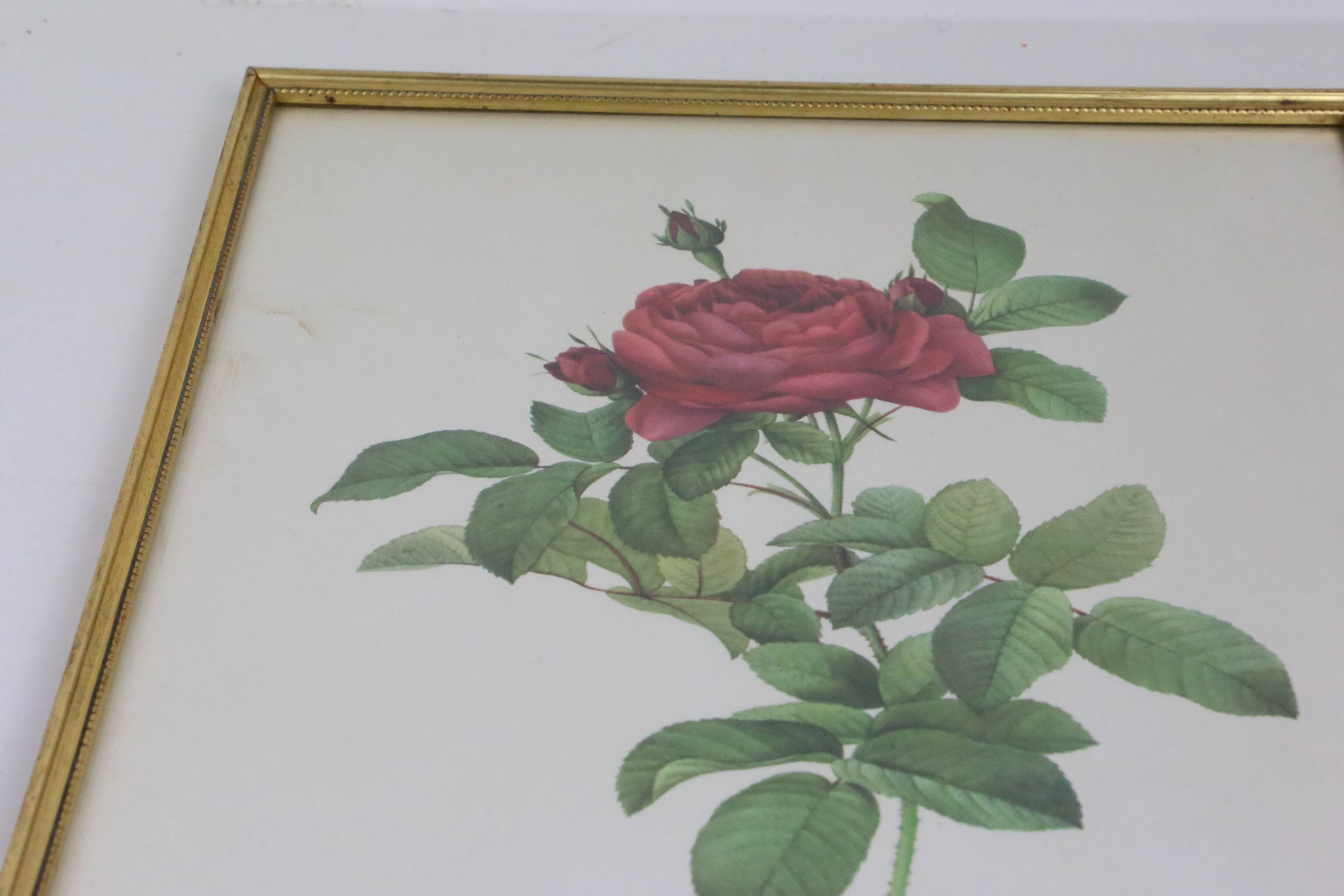 Large framed lithograph by Redouté
