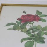 Large framed lithograph by Redouté