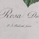 Botanical Rose Lithograph