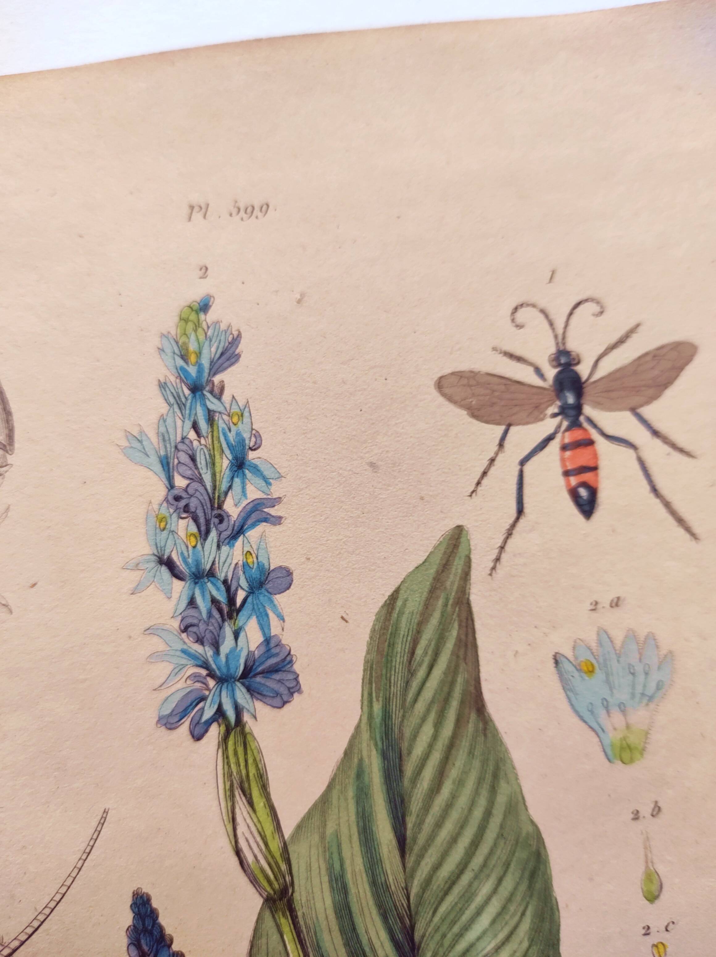 Botanical engraving from 1839 - Pontedera - Old hand-colored plate.