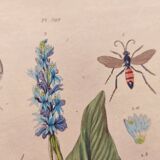 Gravure botaniquede 1839 -Pontédérie- Planche ancienne coloriée à la main .