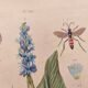 Botanical engraving from 1839 - Pontedera - Old hand-colored plate.